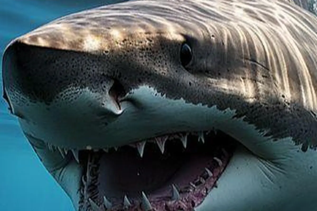 Guys in India Beat Giant Shark to Death for Revenge
