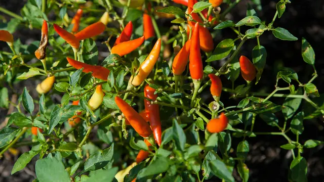 Pilah Jenis Sayur Sesuai Karakteristiknya