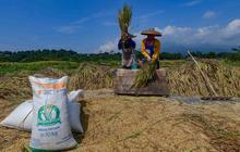 Serapan Gabah Petani Capai 74 Persen, Sinyal Positif Ketahanan Pangan Nasional