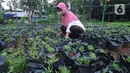 Petugas Dinas Ketahanan Pangan (DKP) Kota Tangerang merawat bibit tanaman di Tangerang, Banten, Rabu (4/11/2020). DKP Kota Tangerang menargetkan membagikan 486 ribu bibit tanaman hingga akhir November 2020 untuk warga melalui kecamatan di tengah pandemi COVID-19. (Liputan6.com/Angga Yuniar)