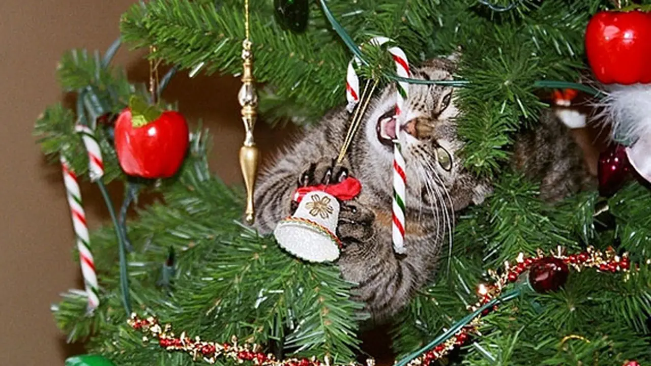 Hewan-hewan Lucu Pengacau Pohon Natal
