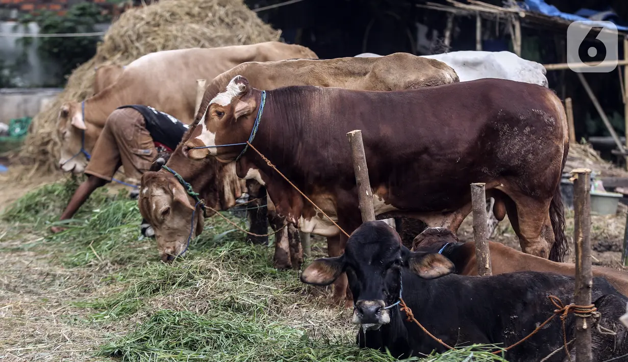 Pedagang memberi makan hewan kurban yang dijual di Cipulir, Jakarta, Selasa (28/6/2022). Menjelang Hari Raya Idul Adha, penjualan hewan kurban seperti sapi, kerbau, dan kambing kembali bergeliat meski sedang mewabah virus penyakit mulut dan kuku (PMK). (Liputan6.com/Johan Tallo)