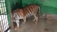 Harimau Si Manis semasa hidupdi Medan Zoo