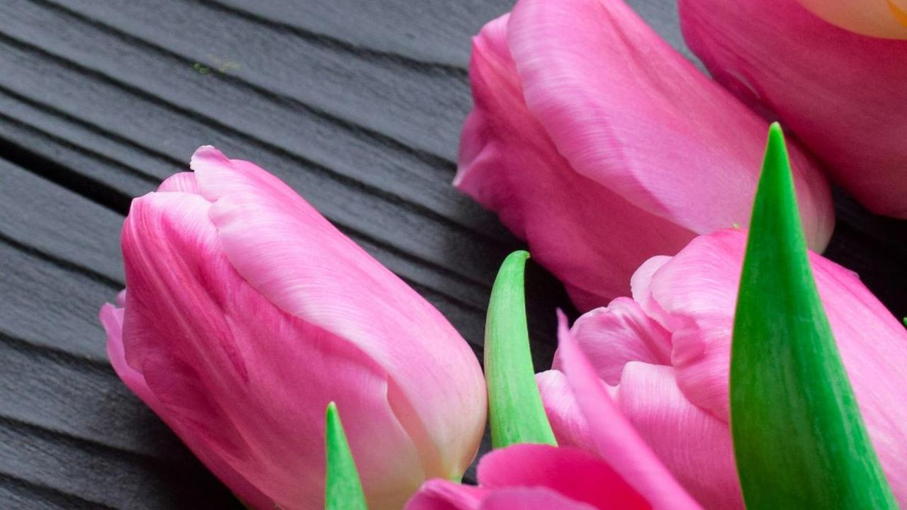 <b>Tulip</b>