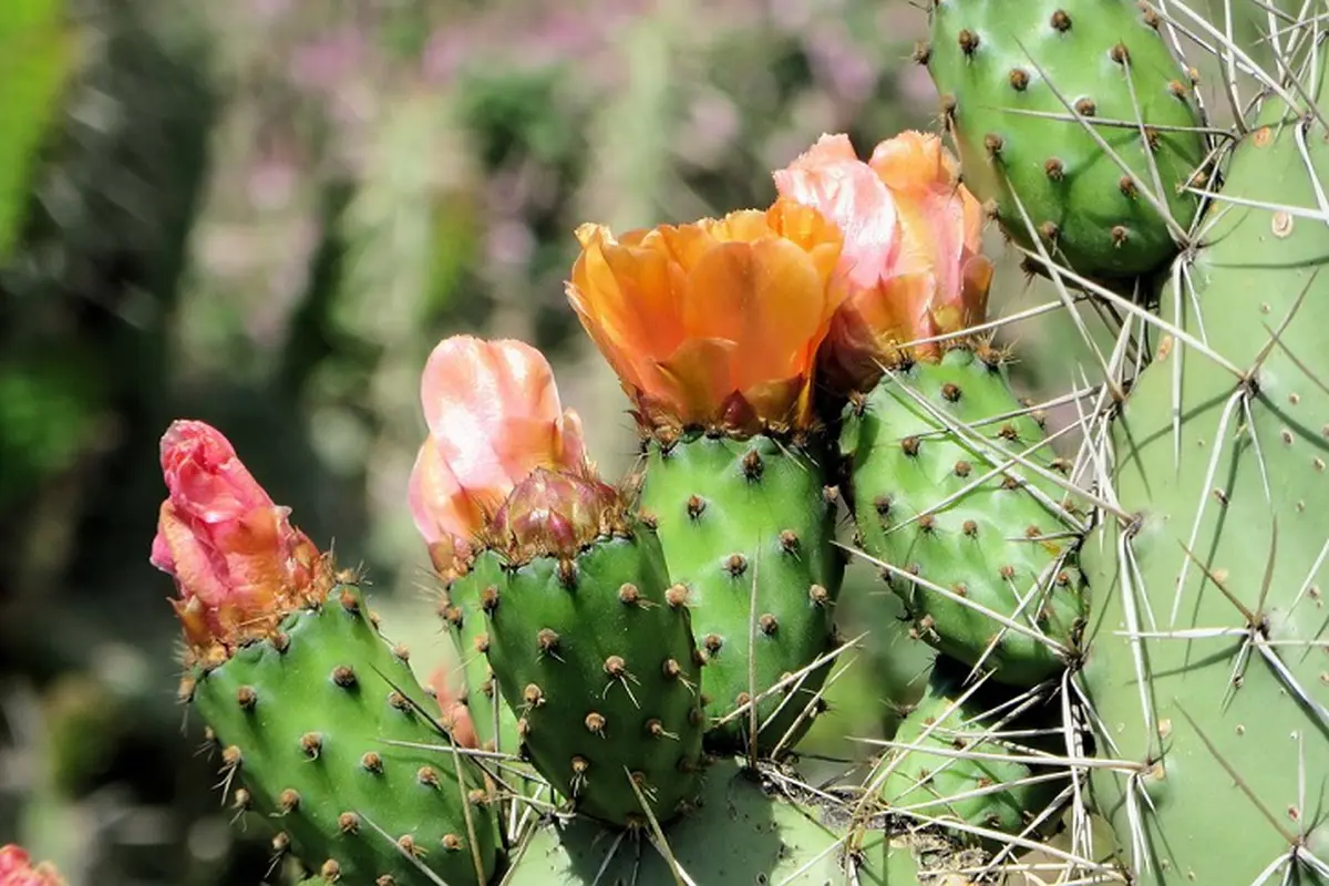 Cara Menarik Menanam Kaktus Biar Tampak Beda