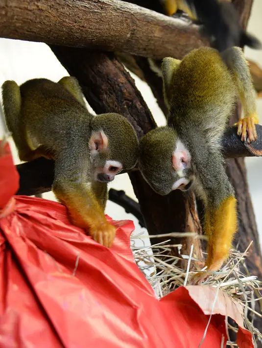 Kawanan  monyet tupai membuka paket natal berisi penuh makanan di kebun binatang de Pescheray, Prancis, Selasa (24/12/2019). Tak hanya manusia saja yang merayakan Natal, hewan  di kebun binatang ini disuguhi makanan lezat yang dibungkus dengan kado khas Natal.  (JEAN-FRANCOIS MONIER/AFP)