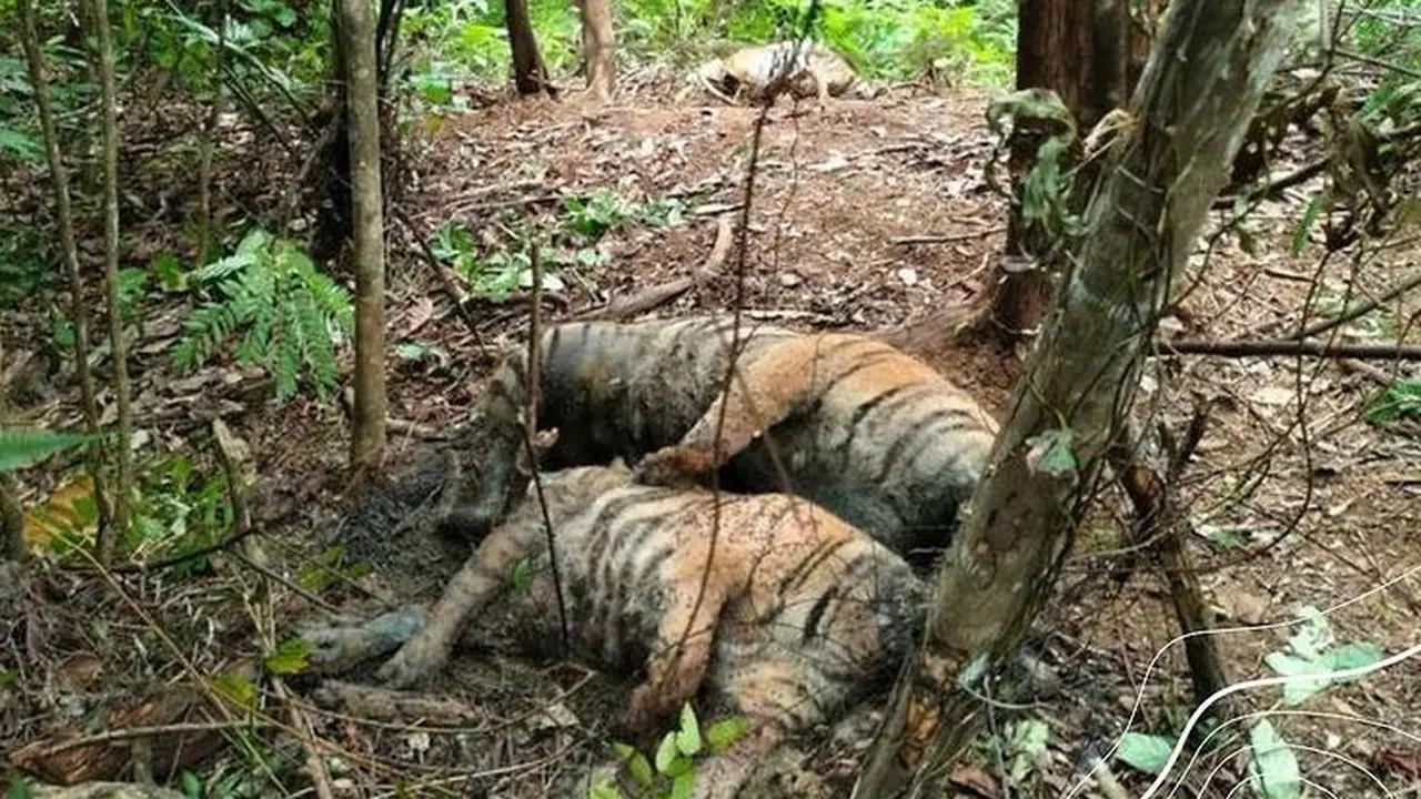 Harimau sumatra