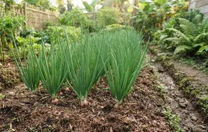 7 Tips Merawat Tanaman Bawang Merah agar Tidak Busuk Sebelum Waktu Panen dan Tumbuh Subur