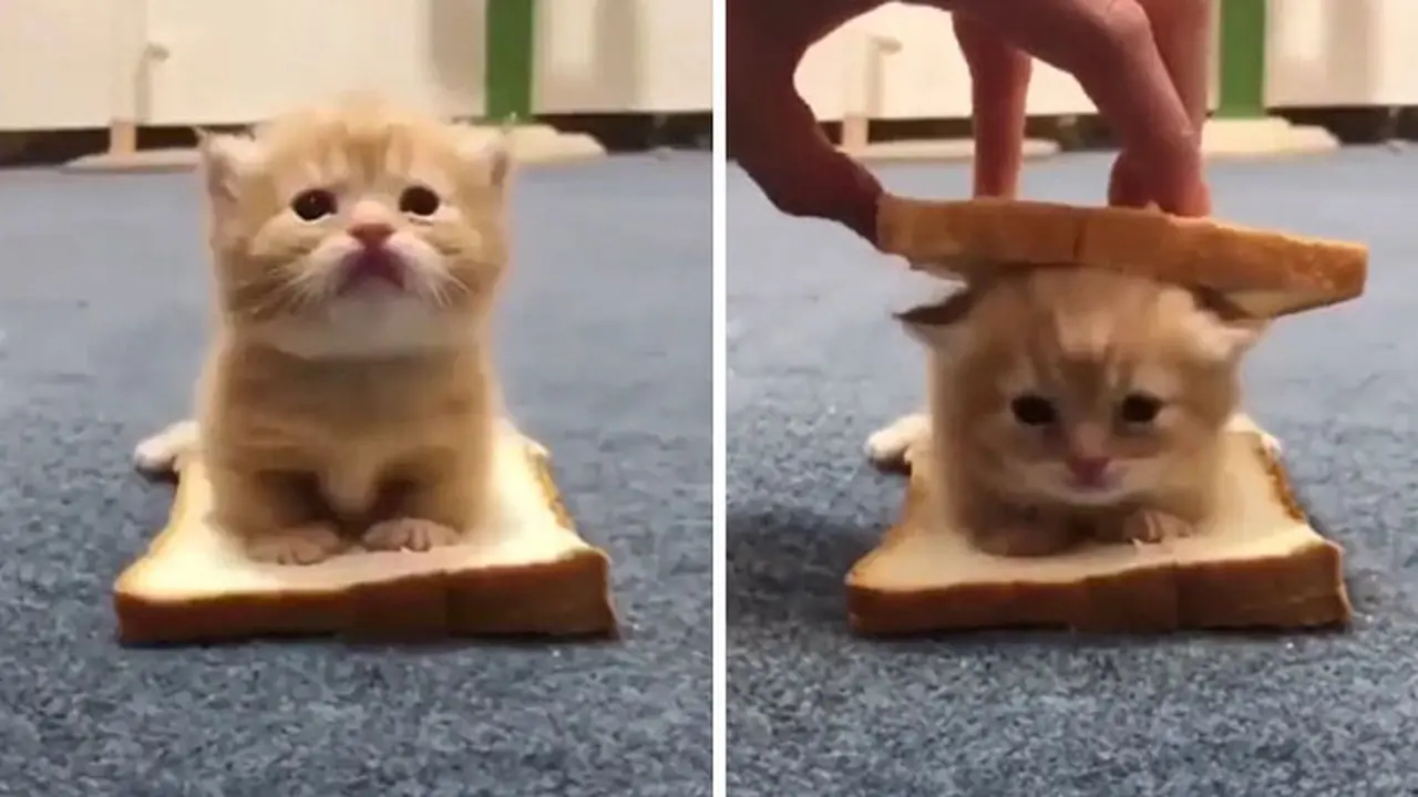 7 Potret Menggemaskan Anak Kucing Ini Bakal Bikin Harimu Cerah