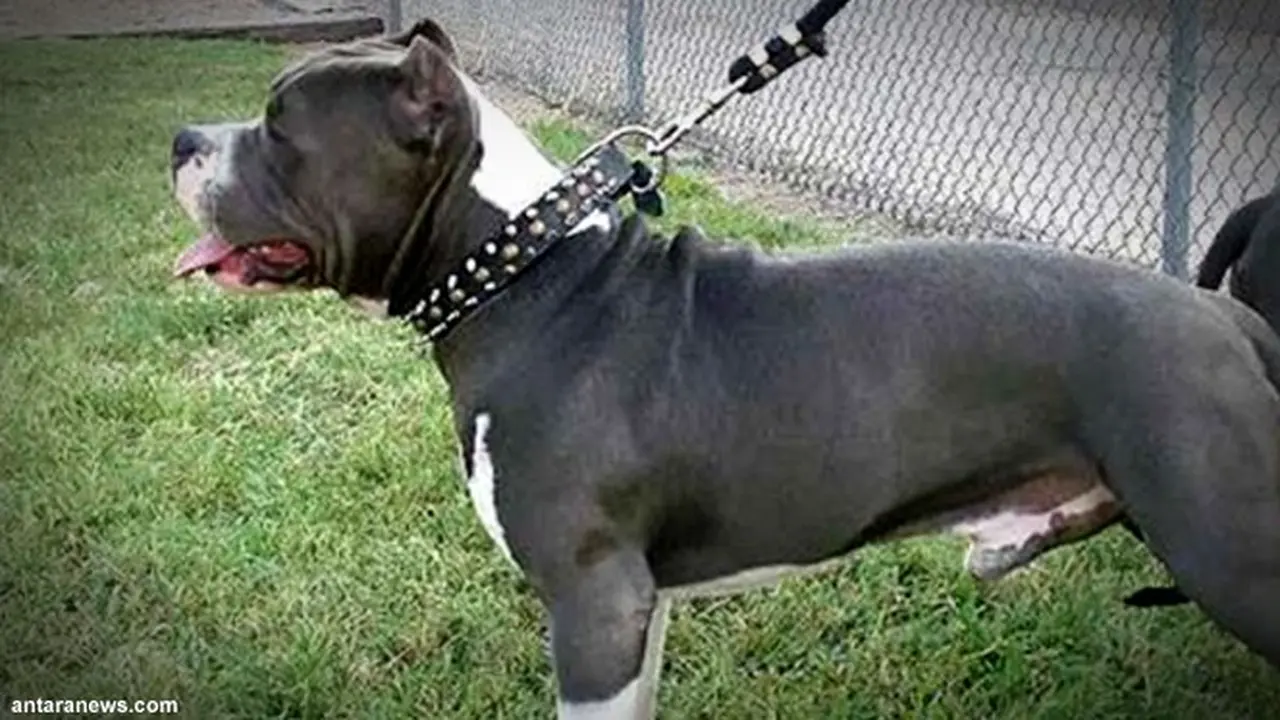 anjing-pitbull130602c.jpg
