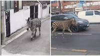 Video Zebra Kabur dari Kebun Binatang di Seoul Ini Bikin Heboh Netizen (sumber: Twitter/GreatApeDad/hyunsuinseoul)