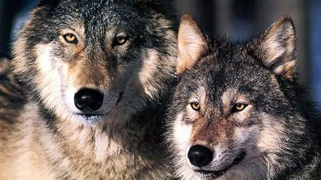 Foto: Copyright Vivcourt.com