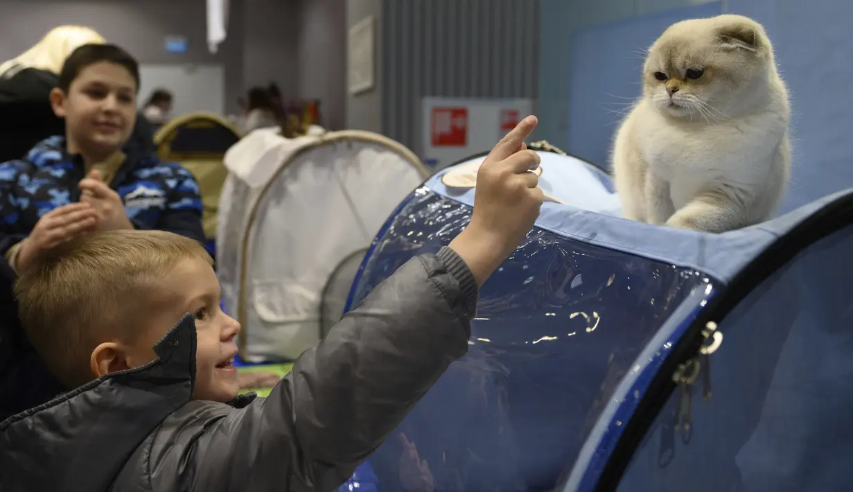 Seekor Kucing ras scottish fold bereaksi saat anak laki-laki memberi isyarat, selama International Cat Show di Sochi, Rusia, Sabtu (29/1/2022). Sekitar seratus kucing berkompetisi dalam kompetisi internasional yang diadakan di resor Laut Hitam Sochi. (AP Photo/Ekaterina Lyzlova)