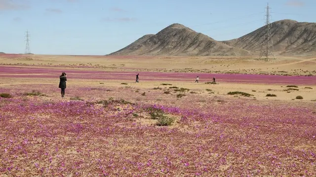 Bunga di Gurun Atacama