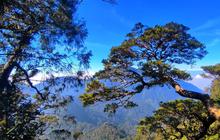 Viral Pohon Bonsai Terlarang di Gunung Salak, Pendaki Jatuh Tidak Akan Dievakuasi