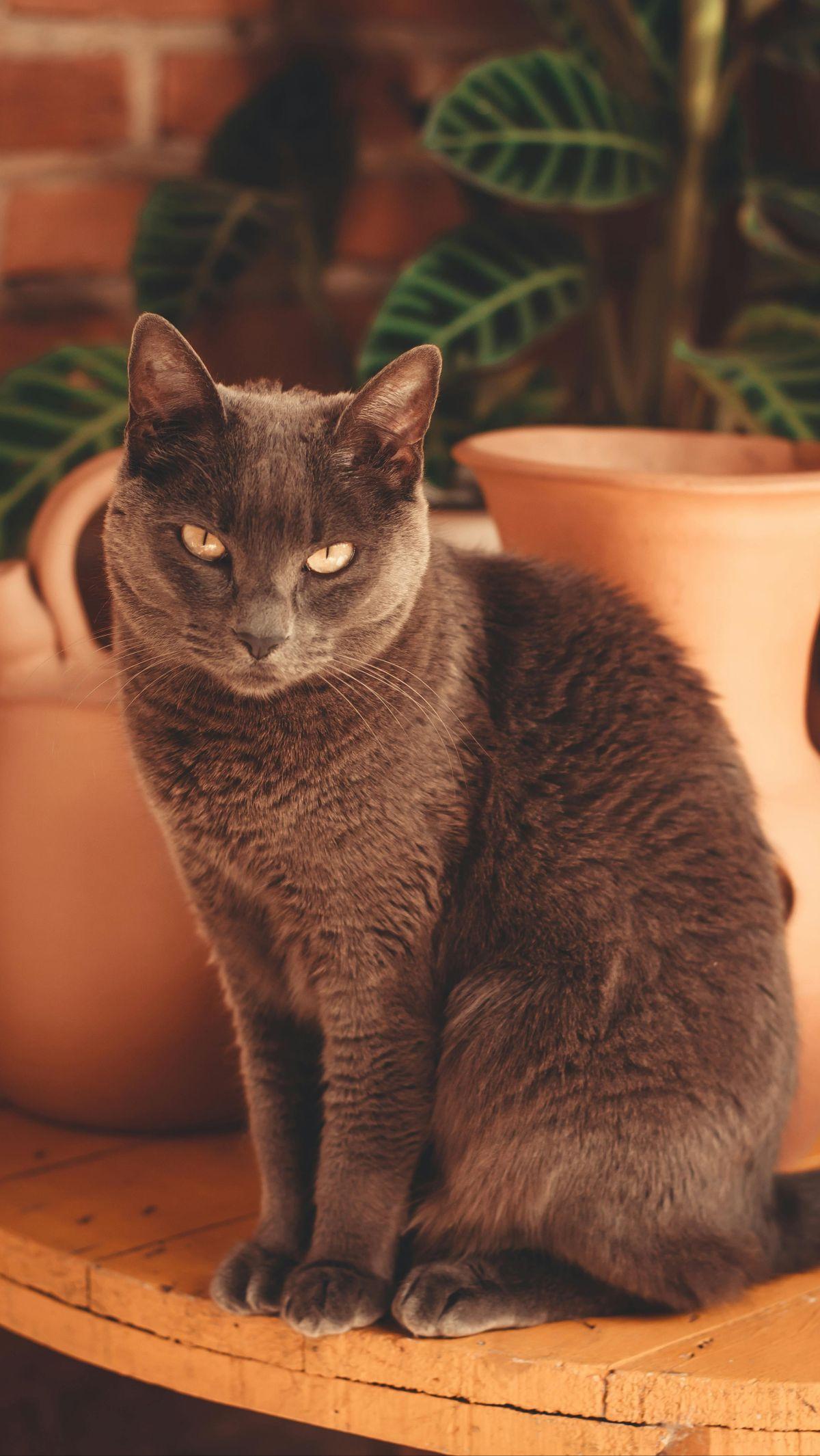 <b>Kucing Ras Russian Blue</b>