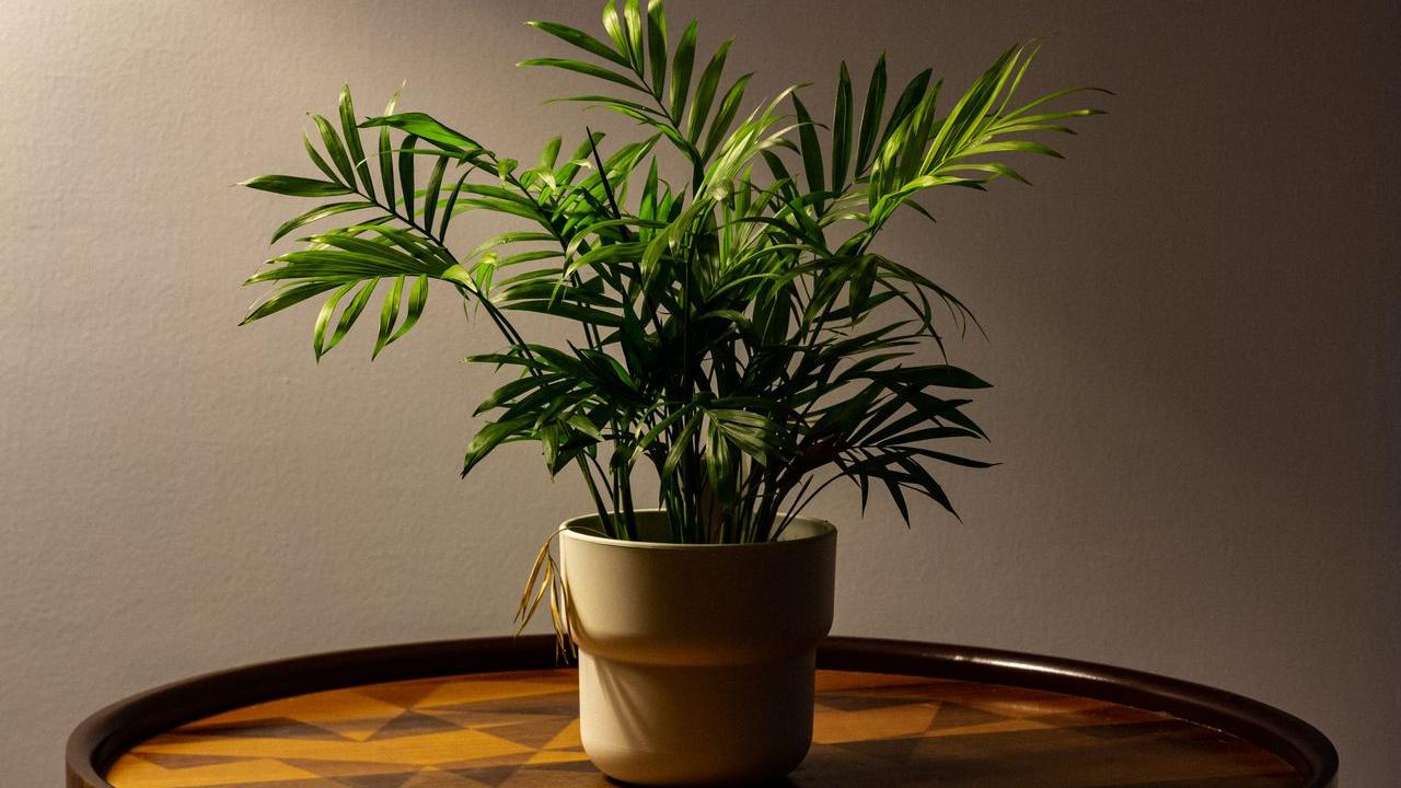 Tanaman Hias Parlor Palm (Chamaedorea elegans)