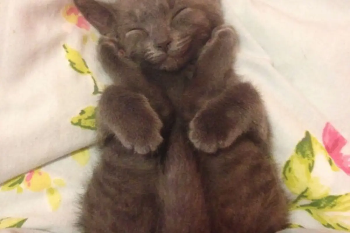 10 Kucing Ini Akan Menularkan Getaran Bahagia di Akhir Pekan