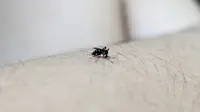 Mengendalikan Dengue Lewat Surveilans Berbasis Masyarakat, Ini 3 Keuntungannya