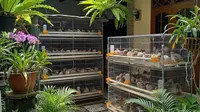 6 Tanda Ternak Puyuh Tidak Produktif dan Cara Mengatasinya, Hasil Optimal