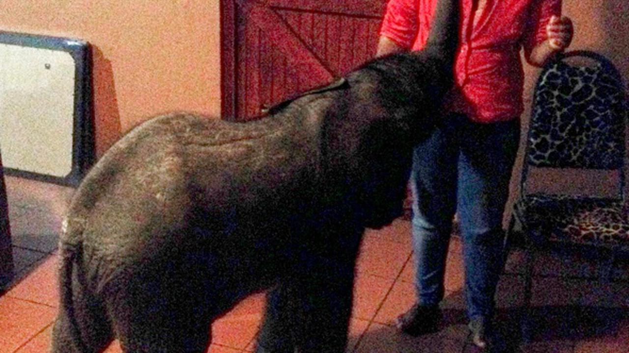 Terpisah dari Kawanan, Anak Gajah Afrika Nyasar ke Rumah Penduduk