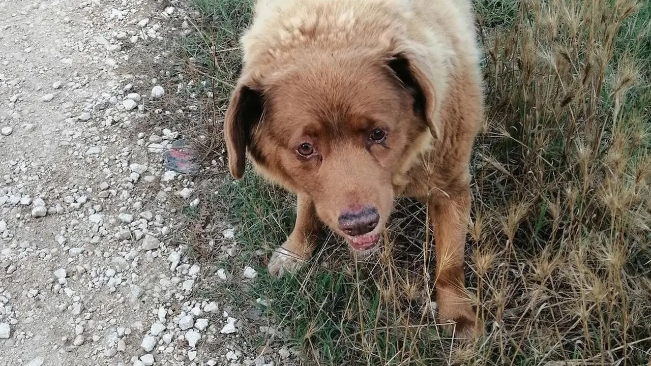 Bobi Si Anjing Tertua di Dunia Mati di Usia 31 Tahun, Cetak Rekor Baru yang Bertahan Hampir Seabad