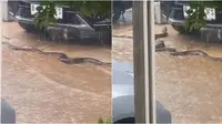 Viral video ular piton raksasa merayap di depan rumah warga saat hujan. (Sumber: TikTok/@bisantamasolusindo)