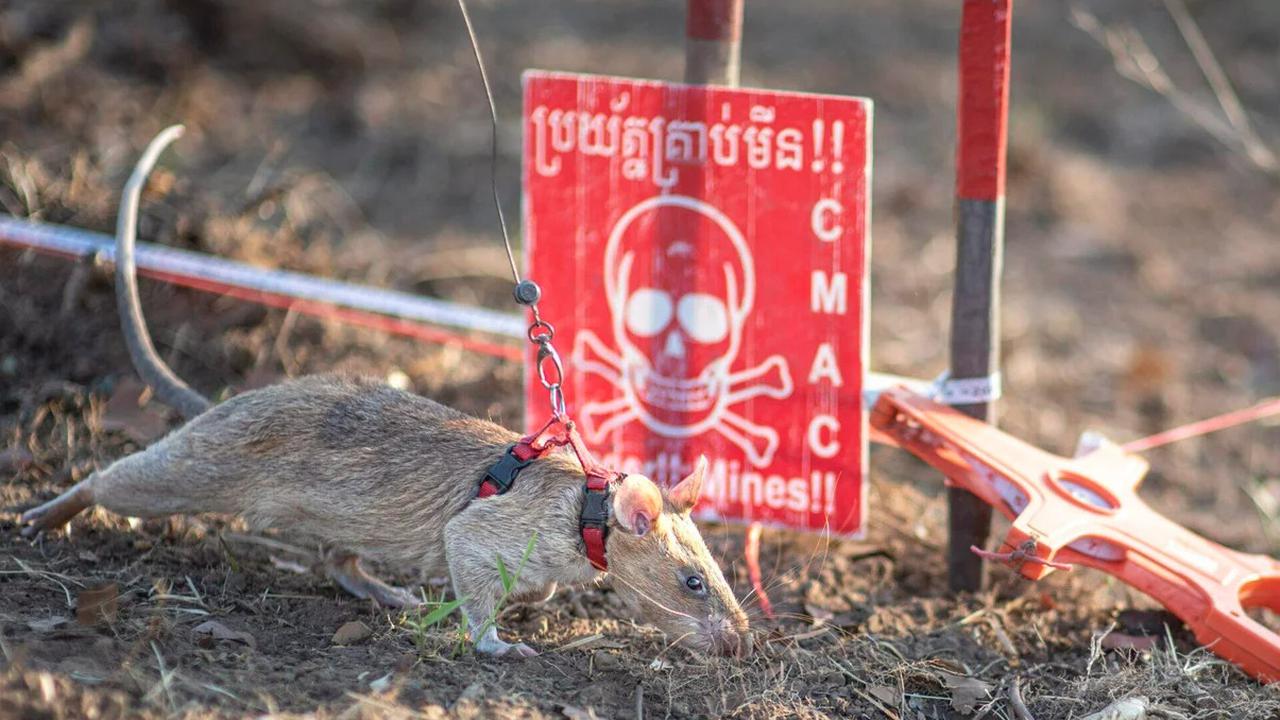 tikus ronin