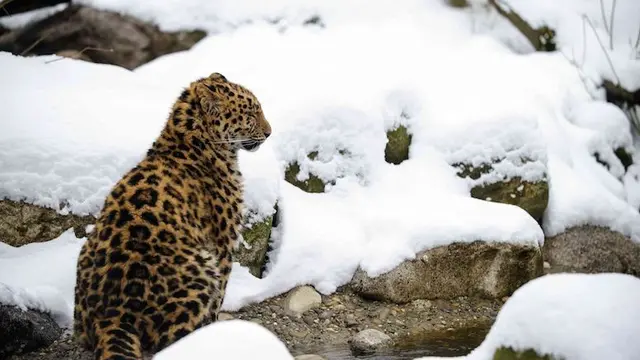 Amur Leopard (AFP)