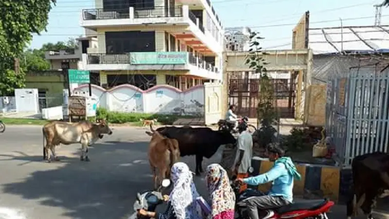 sapi milik warga berkeliaran di jalan raya