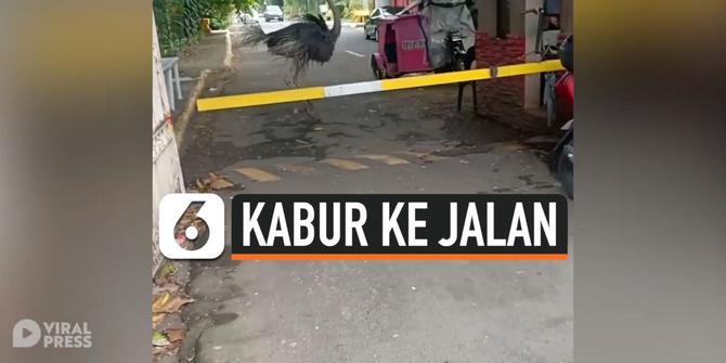 VIDEO: Burung Unta Kabur ke Jalan, Kejutkan Warga di Filipina