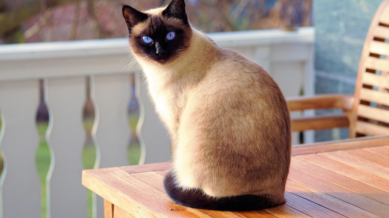 10 Jenis-jenis Kucing yang Banyak Dipelihara di Rumah, Jinak dan Lucu