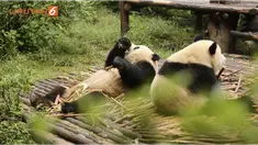 Panda Yuan Run, lahir pada 25 Agustus 2012. Hari itu, ia merayakan ulang tahun ketiga. Pestanya diadakan secara meriah. 