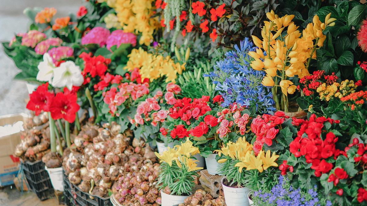 Nama-Nama Bunga dalam Bahasa Inggris yang Bisa Dihafalkan