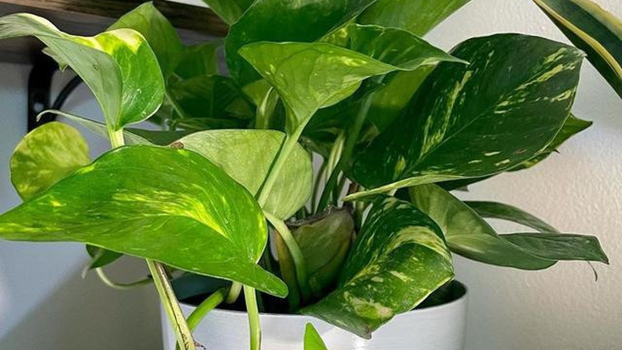 Tanaman Golden Pothos