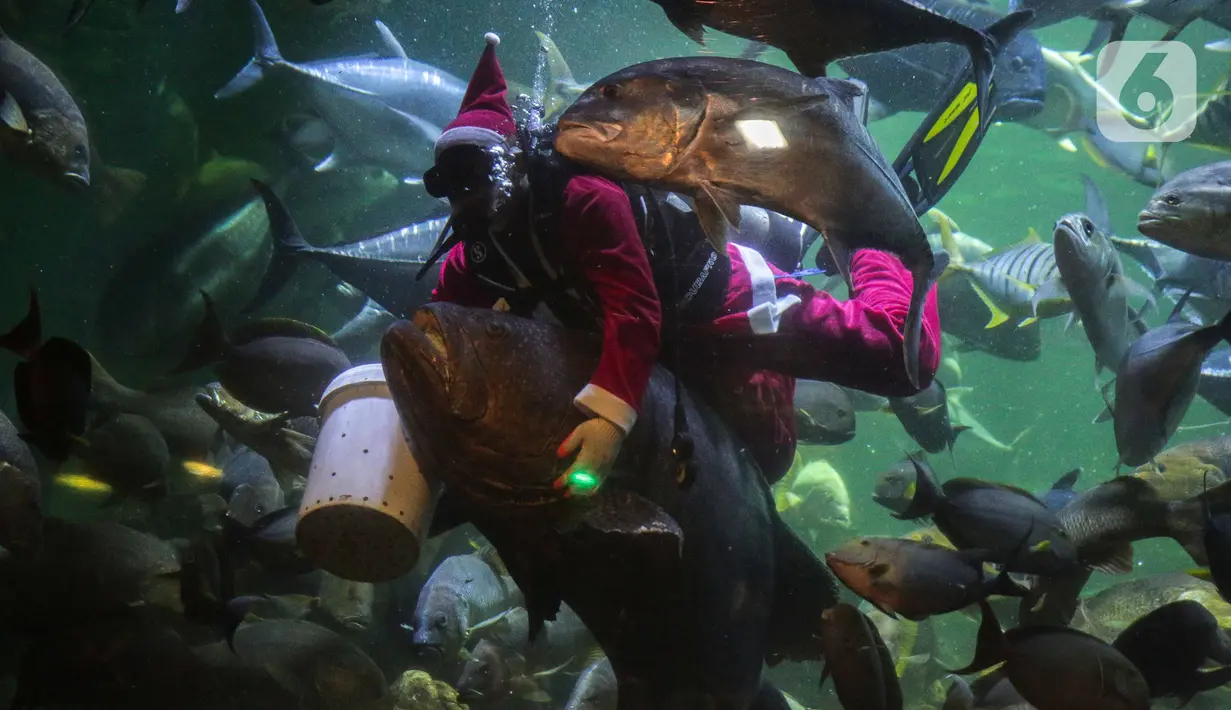 Pengunjung menyaksikan Sinterklas berenang bersama ikan di Sharkquarium arena Sea World Ancol, Jakarta, Rabu  (25/12/2019). Sea World Ancol menampilkan atraksi penyelam Scuba Santa pada perayaan Natal 2019. (Liputan6.com/Faizal Fanani)