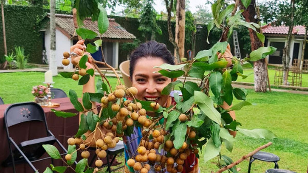 Fakta Unik Kelengkeng, Buah Tropis Asia Tenggara Banyak Ditemui di Jawa dan Sumatera