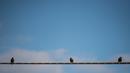 Tiga ekor burung duduk di kabel listrik di Washington, DC, pada tanggal (03/12/2016). (AFP PHOTO/NICHOLAS KAMM)