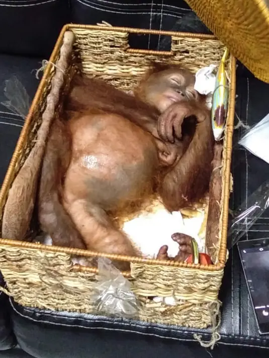 Anak orangutan terlelap di sebuah kotak rotan usai diselamatkan di Bandara Internasional Ngurah Rai, Bali (23/3). Anak orangutan ini dibius dengan cara diberikan tablet bius yang dicekoki melalui spuit dengan kerja obat selama 2 atau 3 jam. (AFP Photo/Badan Konservasi Sumber Daya Alam Bali)