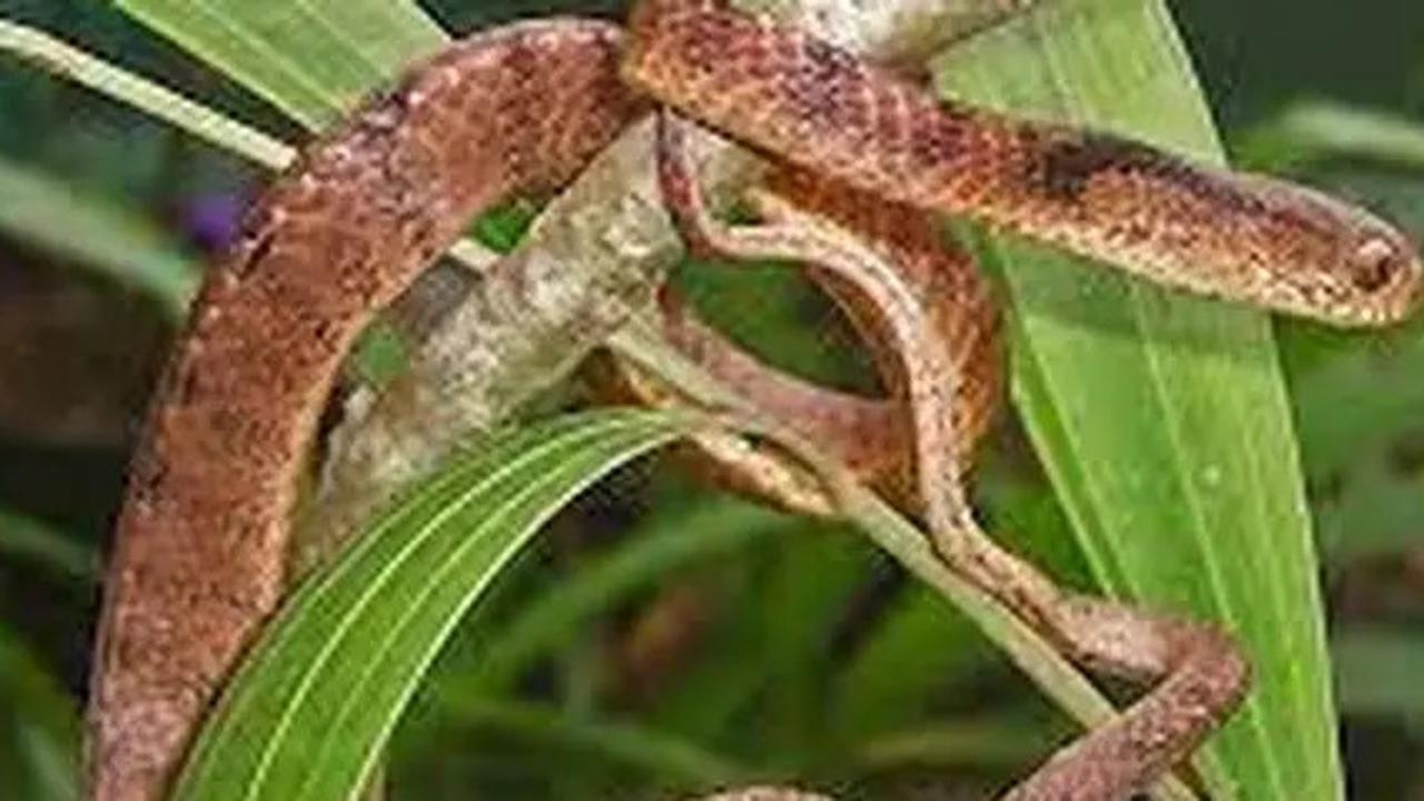 17 Jenis Tanaman yang Bikin Ular Betah di Pekarangan Rumah, Jarang Disadari