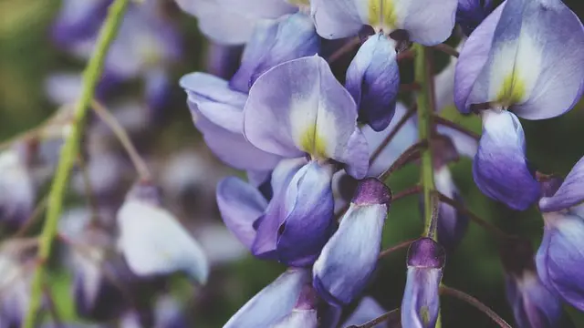 Ilustrasi Tanaman Wisteria