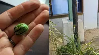 10 Potret Kocak Orang Gagal Berkebun, Hasil Panennya Mengecewakan