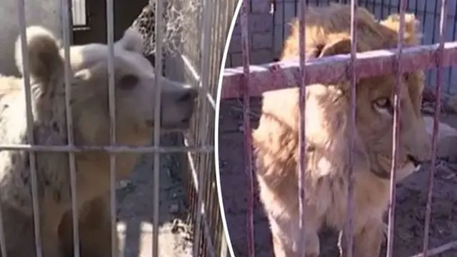 Dua binatang yang bertahan di kebun binatang Mosul, Nour Park. (Express.co.uk)
