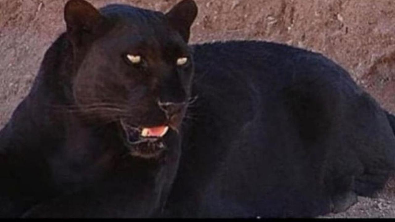 Masuk Rumah Warga, Macan Kumbang Batang Dibius dan Diserahkan ke BKSDA
