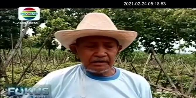VIDEO: Cuaca Ekstrem, Harga Cabai di Madiun Melambung