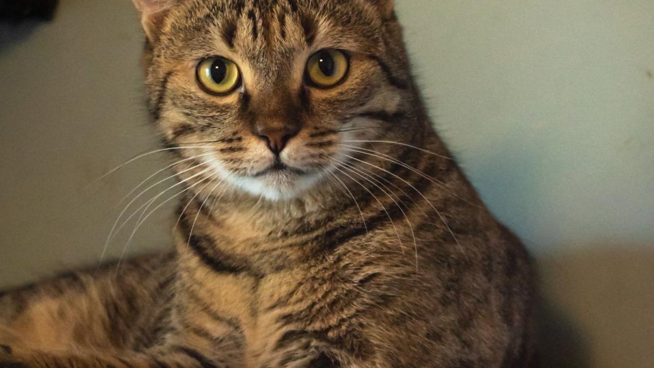<b>Penyebab Kucing Memiliki Ekor Bengkok</b>