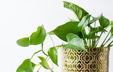 6 Penyebab Daun Sirih Gading Tetap Kecil Meski Rutin Disiram dan Solusi Perawatannya
