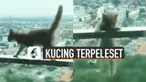 Ada-ada saja tingkah kucing yang satu ini bikin senam jantung karena terpeleset di balkon apartemen.