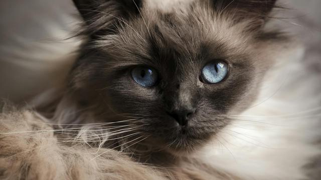 Birman