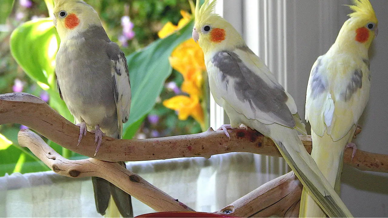 Terobsesi, Wanita Ini 'Permak' Wajahnya Mirip Burung Cockatiel